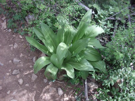 Interesting Bushy Plant